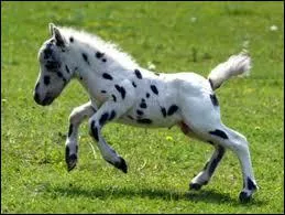 Comment s'appelle ce petit cheval ?