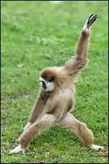 Lui, par contre, il peut dormir sur ses deux oreilles et danser le reggae, on est pas prs de le rattraper !