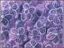 Quelle est cette sorte de bonbon ?