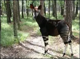 Quel est cet animal ?