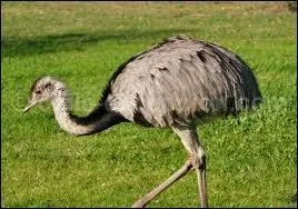 Quel est cet animal ?