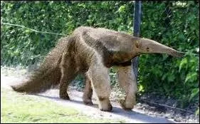 Quel est l'autre nom du fourmilier ?