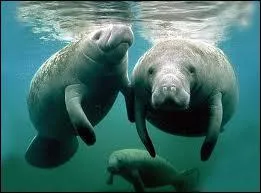 Quels sont ces animaux ?