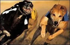 Quel est cet animal ?