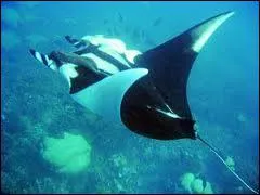 Quel est cet animal ?