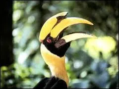 Quel est cet animal ?