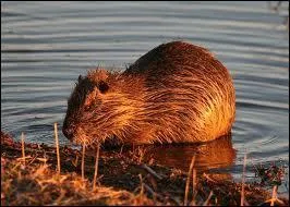 Quel est cet animal ?