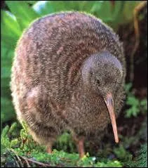 Quel est cet animal ?