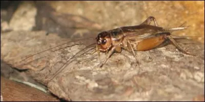 Que fait le grillon ?