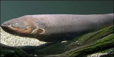 On peut voir des anguilles électriques dans le Sud de l'Europe.