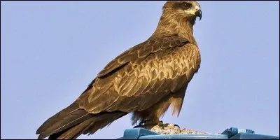 Quel est le nom de ce rapace qui désigne aussi le nom d'une ville italienne ?