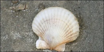 Quel nom est associé à la coquille Saint-Jacques ?