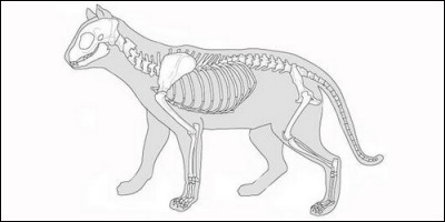 Combien d'os le squelette d'un chat compte-t-il ?