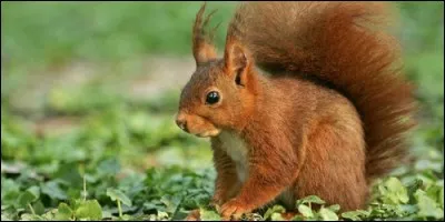 A quelle famille appartiennent l'écureuil ?