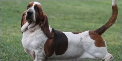 Quelle est la race de ce chien ?