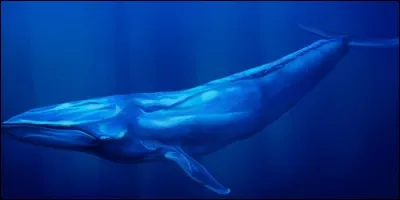 Quel est l'autre nom du rorqual bleu ?