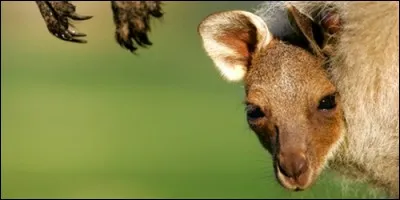 Combien mesure un kangourou à la naissance ?