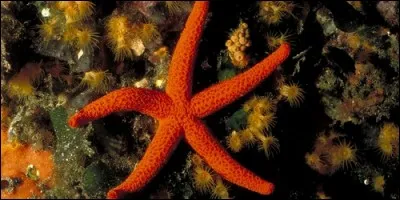Certainen étoiles de mer ont la possibilité de se régénérer losqu'ils perdent un bras.