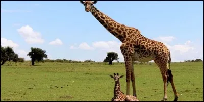 Une girafe adulte peut mesurer plus de 4, 5 mètres.