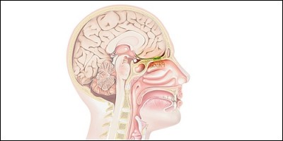 A quoi sert la partie du cerveau nommée rhinencéphale ?