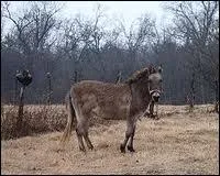 Bardot : traduis ce mot en anglais.