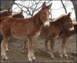 Mulet : traduis ce mot en anglais.