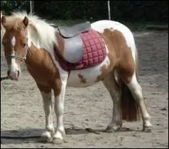 Poney : traduis ce mot en anglais.