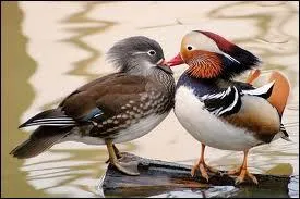 Magnifique canard, son nom fleure bon l'Asie !