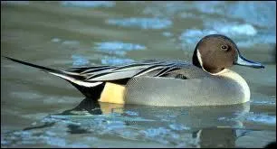 Celui-ci est migrateur, il est visible mme en Alaska !