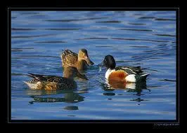 Ce canard a une particularit, son bec ressemble  une spatule !