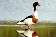 C'est un canard que la loi protge, le plus gros des canards de surface !