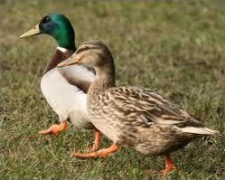 Quiz Canards
