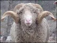 B�lier : traduis ce mot en anglais.