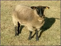 Brebis : traduis ce mot en anglais.