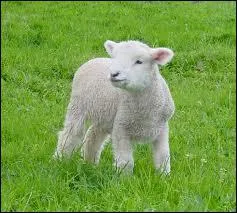 Agneau : traduis ce mot en anglais.