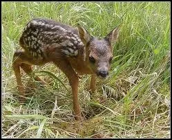 Faon : traduis ce mot en anglais.