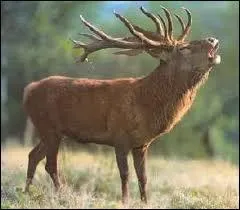 Cerf : traduis ce mot en anglais.