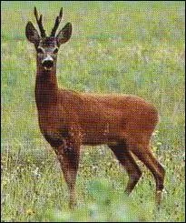 Chevreuil : traduis ce mot en anglais.