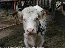 G�nisse : traduis ce mot en anglais.