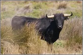 Taureau : traduis ce mot en anglais.