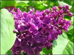 Quelle est cette fleur ?