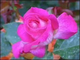 Quelle est cette fleur ?