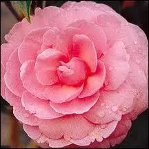 Quelle est cette fleur ?