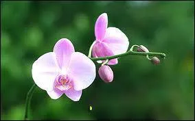 Quelle est cette fleur ?