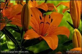 Quelle est cette fleur ?