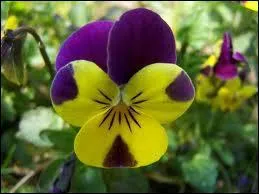 Quelle est cette fleur ?