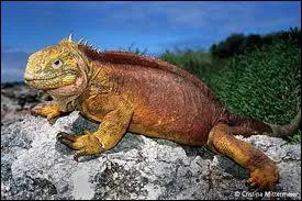 A quel pays les les Galapagos clbres pour leur faune unique appartiennent-elles ?