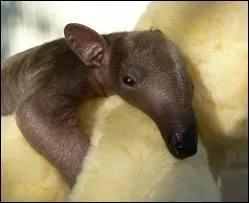 Lui est le roi de l'escalade !