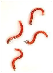 Si vous tes pcheur ou aquariophile, vous le connaissez bien, le ...