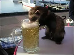 Il a l'air de s'en payer une bonne pinte, ce ...